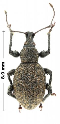 Otiorhynchus turca